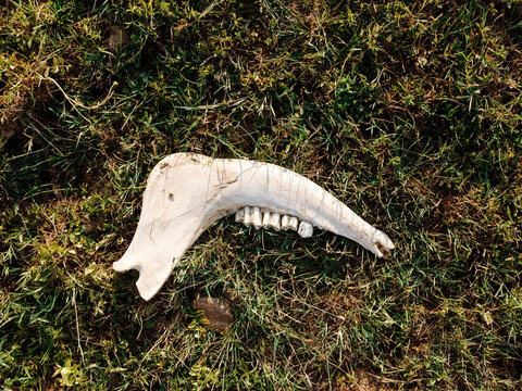 Isolated Animal Jawbone on a Grassy Field in Outdoor Environment