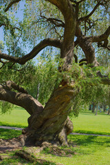 Majestic Green Tree in a Park Under a Clear Blue Sky. Crescent Lake Park St. Petersburg, FL. 
A large, gracefully sprawling tree captures attention on a sunny day in a peaceful park with green grass a