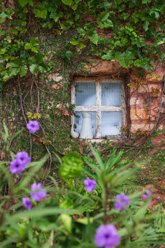 Enchanted Ivy Covered Window with Garden Ruellia Blooms