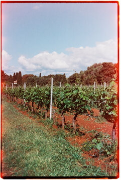 grapevines in red soil under a bright summer sky, 35 mm
