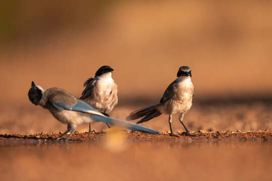Iberian Magpies On The Ground At Sunset  