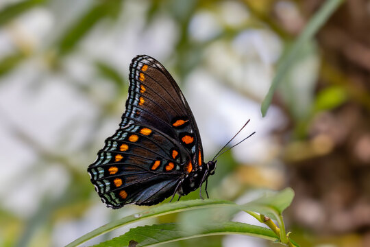 Beautiful Closeup of a Red Spotted Purple Butterfly