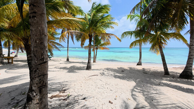 Palm trees on the beach