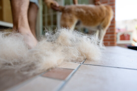 Dog shedding hair 