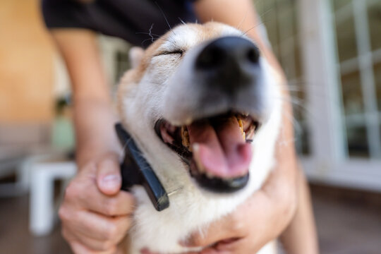 Owner brushing a dog