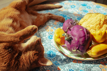 Cat relaxing beside colorful vegetables on sunny day
