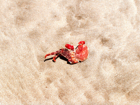 Crab Rave