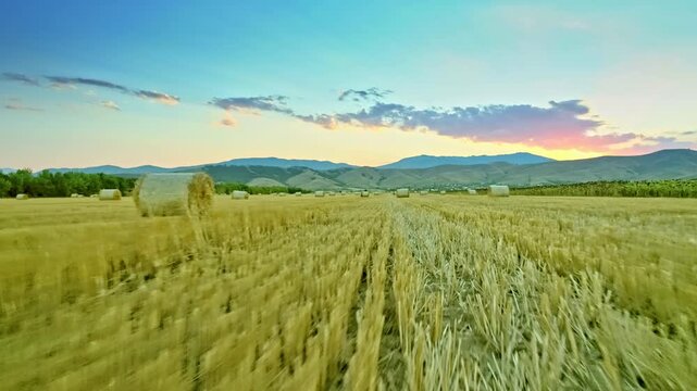 Nature, drone motion view over cropped wheat field, haystacks and beautiful sky