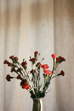 Red Daffodils in front of an off white curtain
