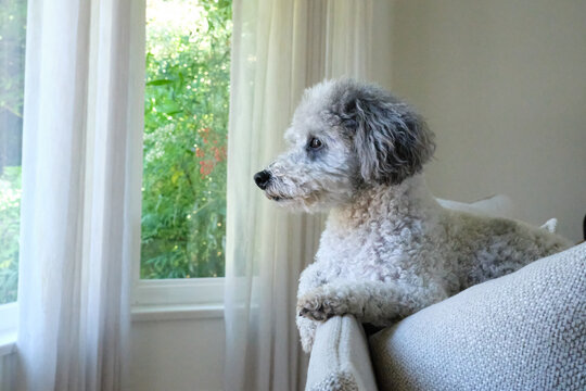 White Miniature Poodle Looking Out Window 