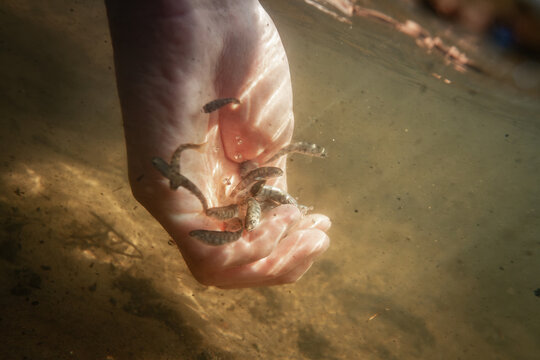 Young trout fish are released into water