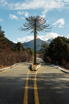 Araucaria Tree Standing Over a Mountain Road in Southern Chile