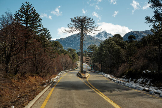Araucaria Tree Standing Over a Mountain Road in Southern Chile
