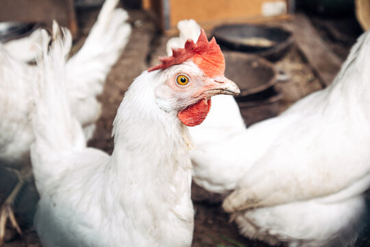 White chickens in farmyard

