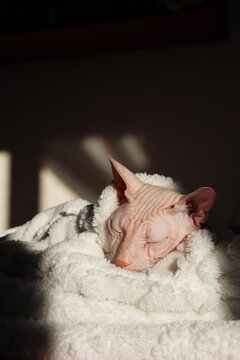 Sphynx cat sleeping in blanket