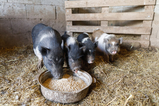 Four piglets in a pigsty