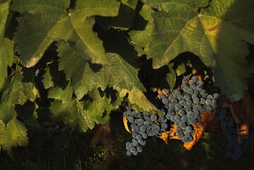 Harvesting Grapes at Sunset in a Vineyard