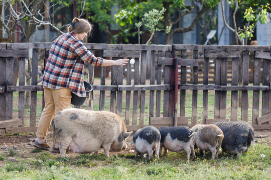  Farm woman feeds pigs outdoors