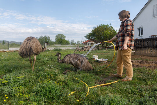 Woman farmer and ostriches