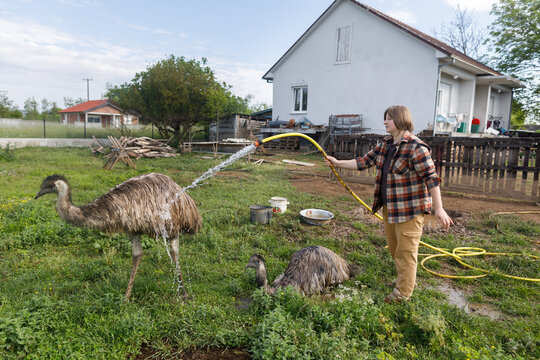 Poultry farmer and ostriches