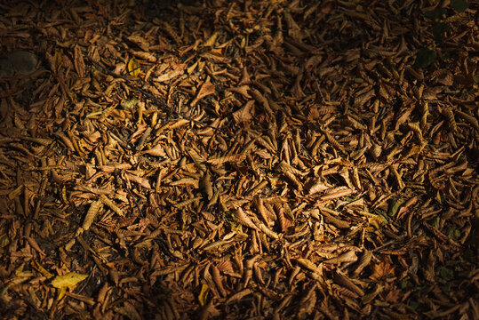 Autumn Leaves Blanket the Forest Floor Beautifully