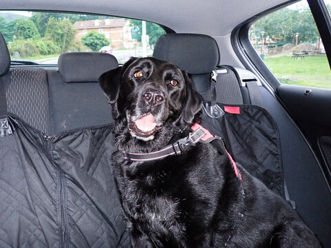 Black labrador dog wearing safety harness sitting in car