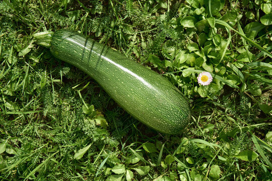 Fresh Zucchini on Lush Green Grass with a small flower. 