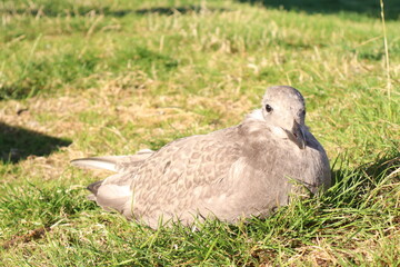 A Glaucous-winged Gull in the grass