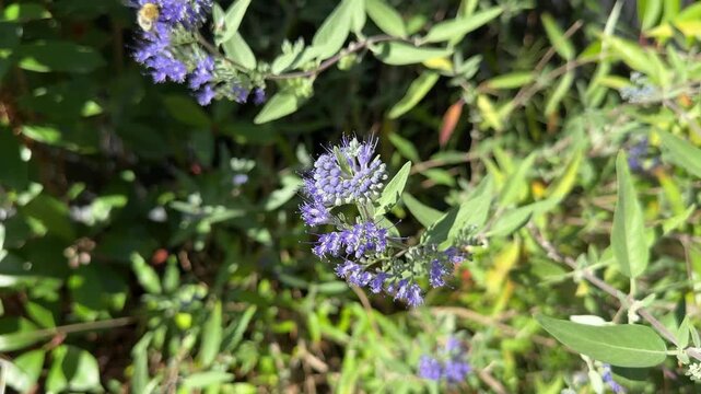 Close-up of a bee pollinating blue caryopteris flowers in a sunny autumn garden