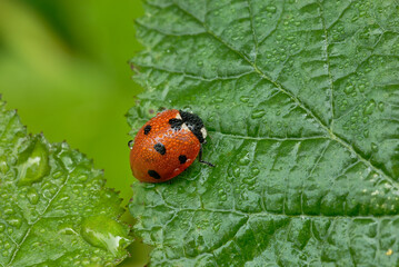 Fototapeta premium Ladybug, Coccinella septempunctata on wet leaf, close up. In the morning dew