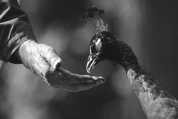 oswoić pawia © Marcin