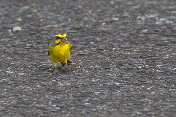 Yellow-fronted Canary (Crithagra mozambica) on Big Island, HI