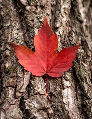 Vibrant fall leaf against a textured tree bark background, offering copy space for autumn themes