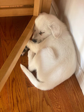 A white puppy naps in a corner