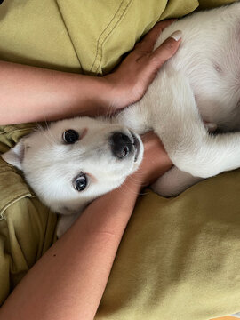 puppy in lap