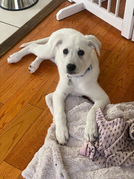 White puppy on hardwood floor looks at camera