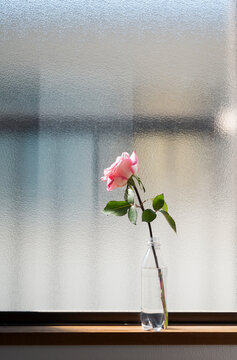 Rose in bottle on Japanese window