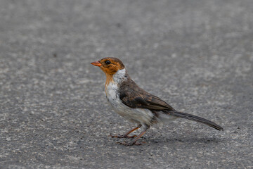 Juvenile Yellow-Billed Cardinal (Paroaria capitata) on Big Island, HI