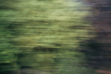a picture of a green plant with strong motion blur