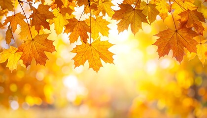 Autumn leaves glowing in sunlight