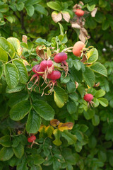 Obraz premium red rose hips (Rosa canina) growing on bushes