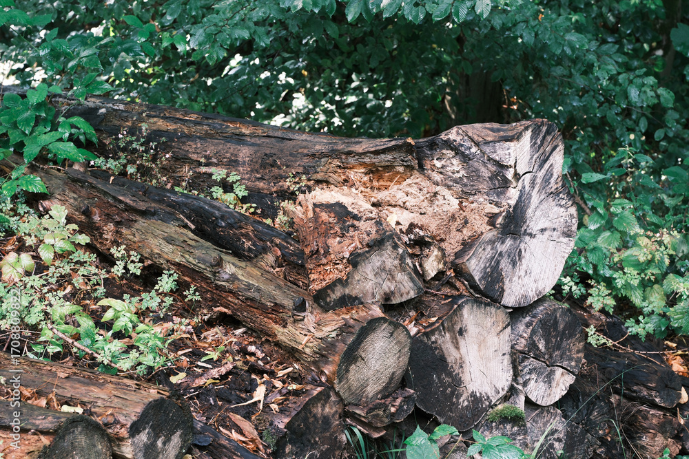 Poster a large log is sitting on top of a pile of smaller logs