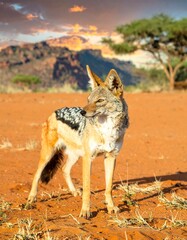 A jackal stands alert in a desert landscape at sunset