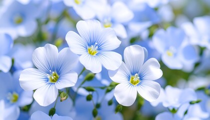 Close-up of delicate light blue flowers
