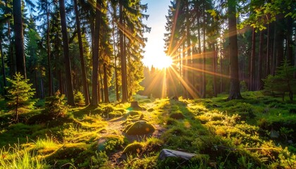 Sunlight streams through a dense forest at dawn