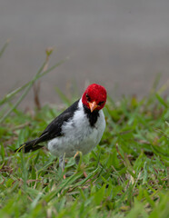 Yellow-Billed Cardinal (Paroaria capitata) on Big Island, HI