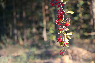 Texture from green leaves of Cotoneaster. Branch of plant with leaves