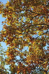 Autumn park with yellow trees. Seasonal specific