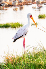 Yellow-billed stork