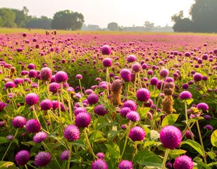 A vibrant field of pink flowers